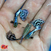 Fancy Purple Mosaic (Purple Ivory) Halfmoon Guppy